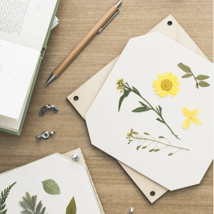 Flower press Cosmos