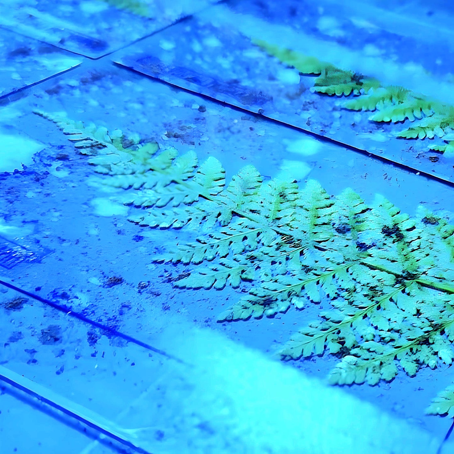 Taster class Cyanotype