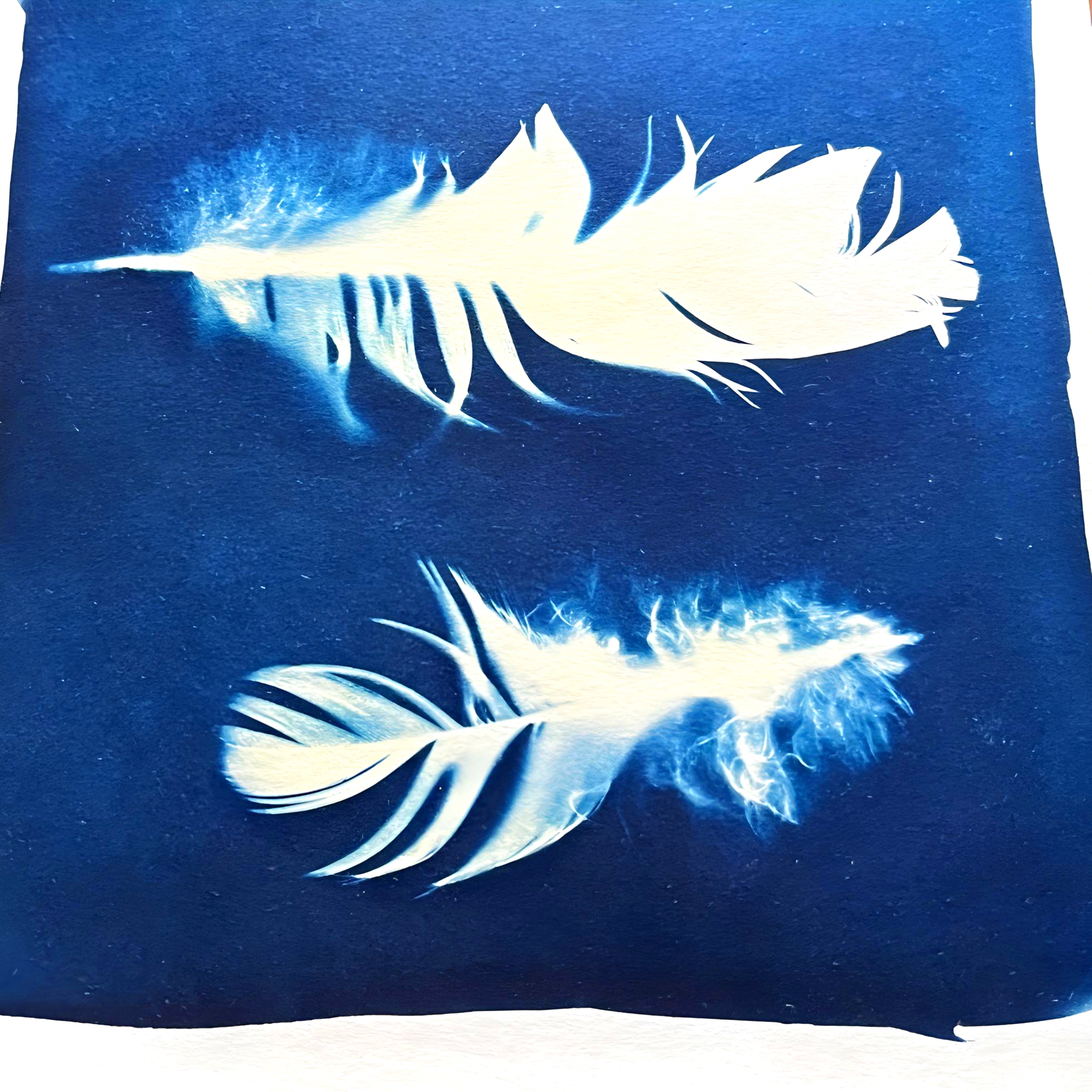 Cyanotype Complete Kit