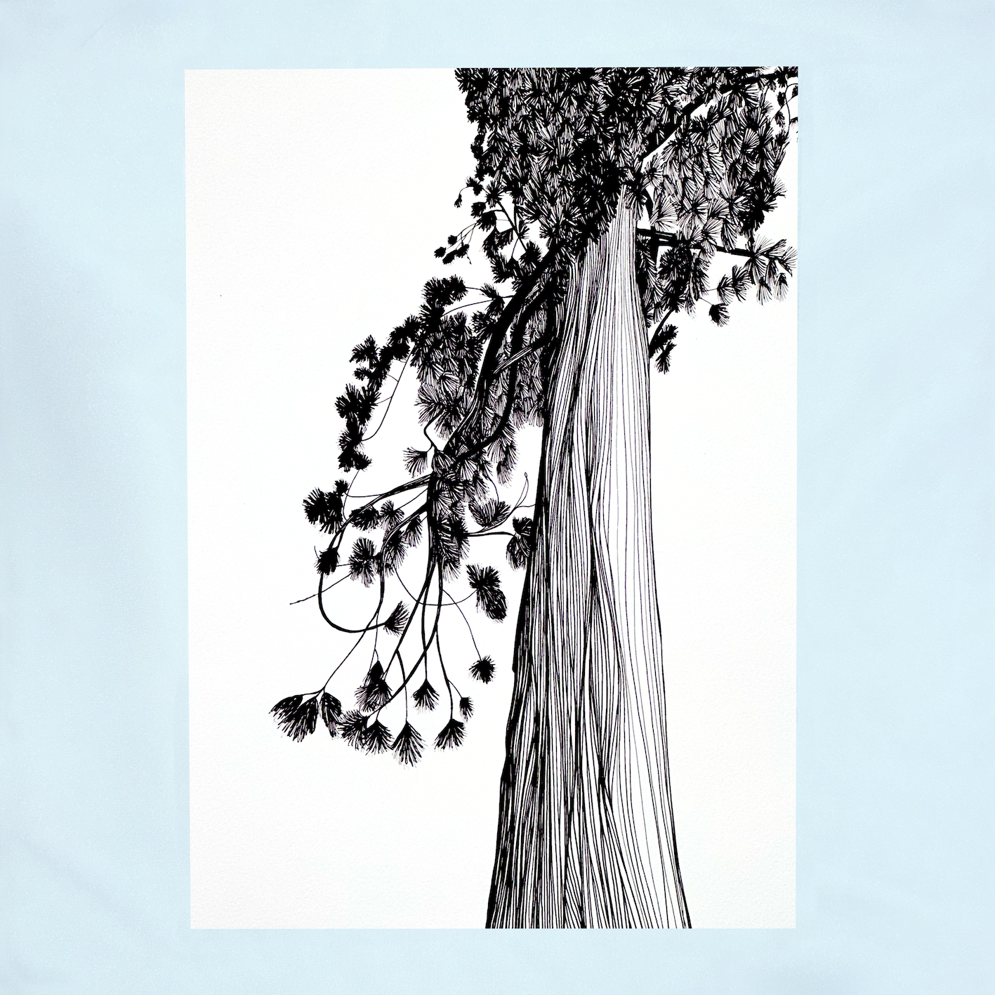 14.bodnant_pine_2x_441da750-1140-4a9b-8478-fd337327ca98.png