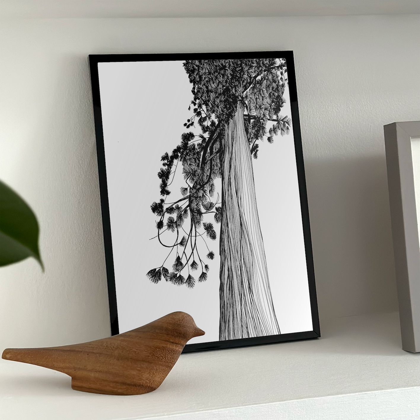 14.bodnant_pine_insitu_2x_4e6101ff-03fa-47b7-8319-be984e6f831b.png