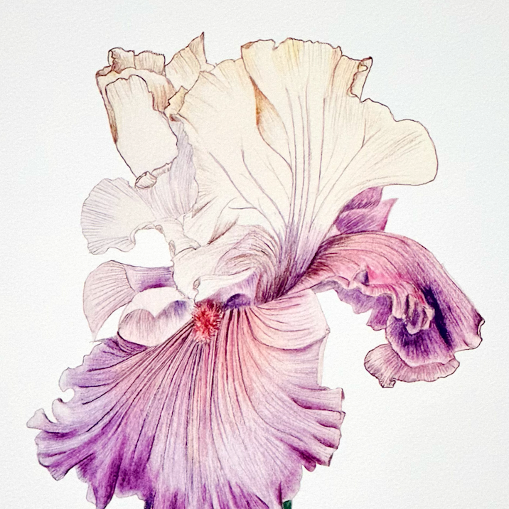18.bearded_iris_2x_e263d0b7-ac5b-49bd-aeee-83c41815f222.png