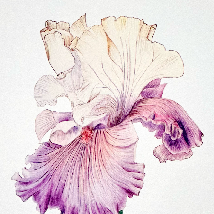 Art Print, Bearded Iris