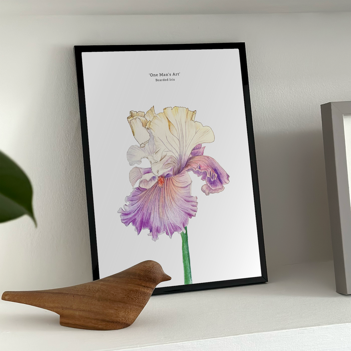 Art Print, Bearded Iris