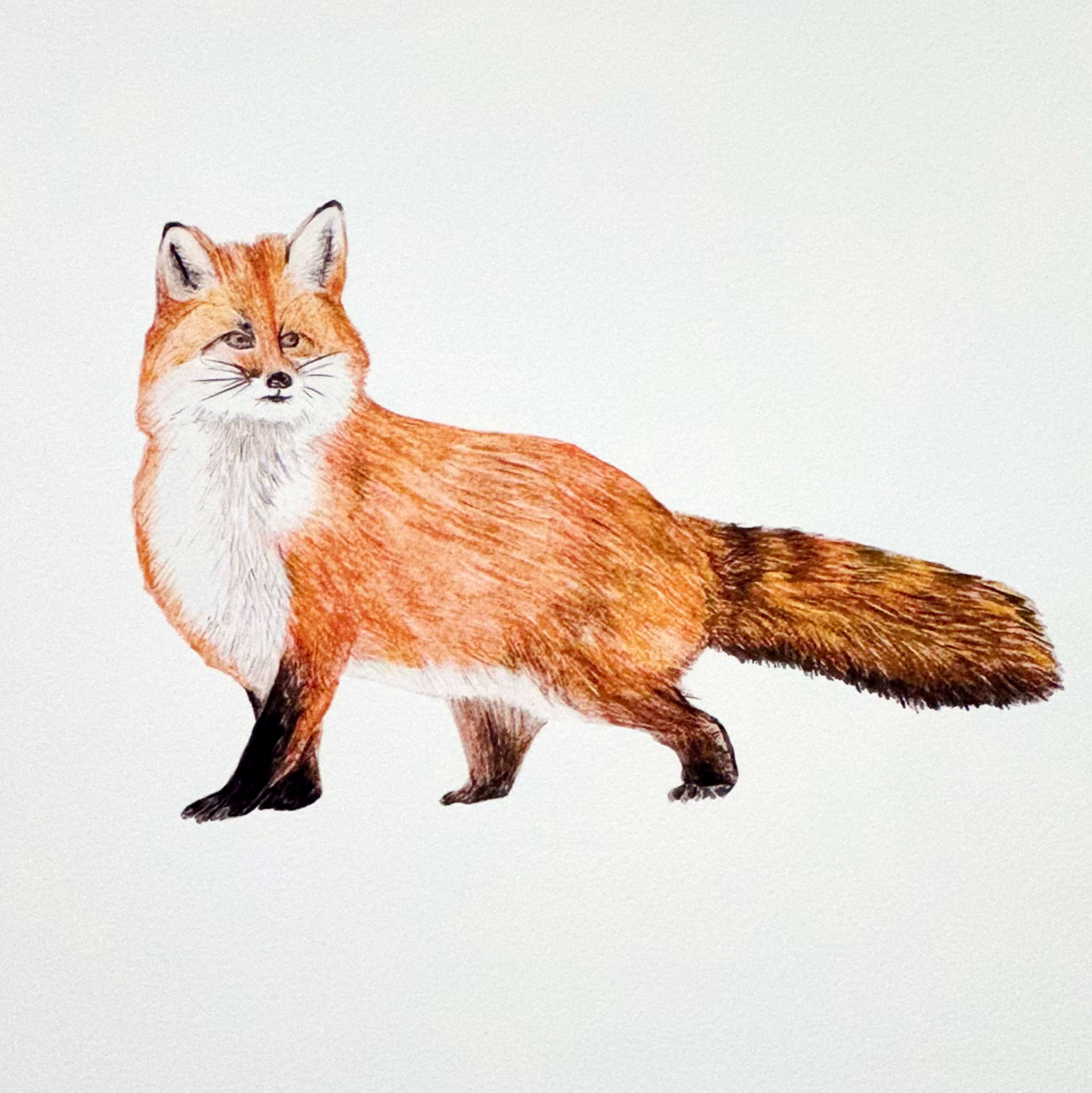 2.fox_2x_b328e7da-96a1-4246-8bf4-5c7b91fcca34.png