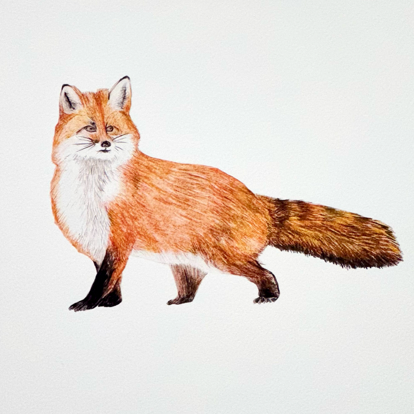 Art Print Fox Woodland Watcher