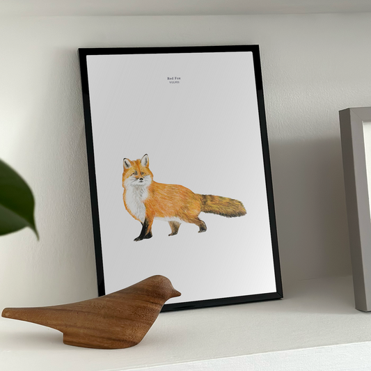 Art Print Fox Woodland Watcher