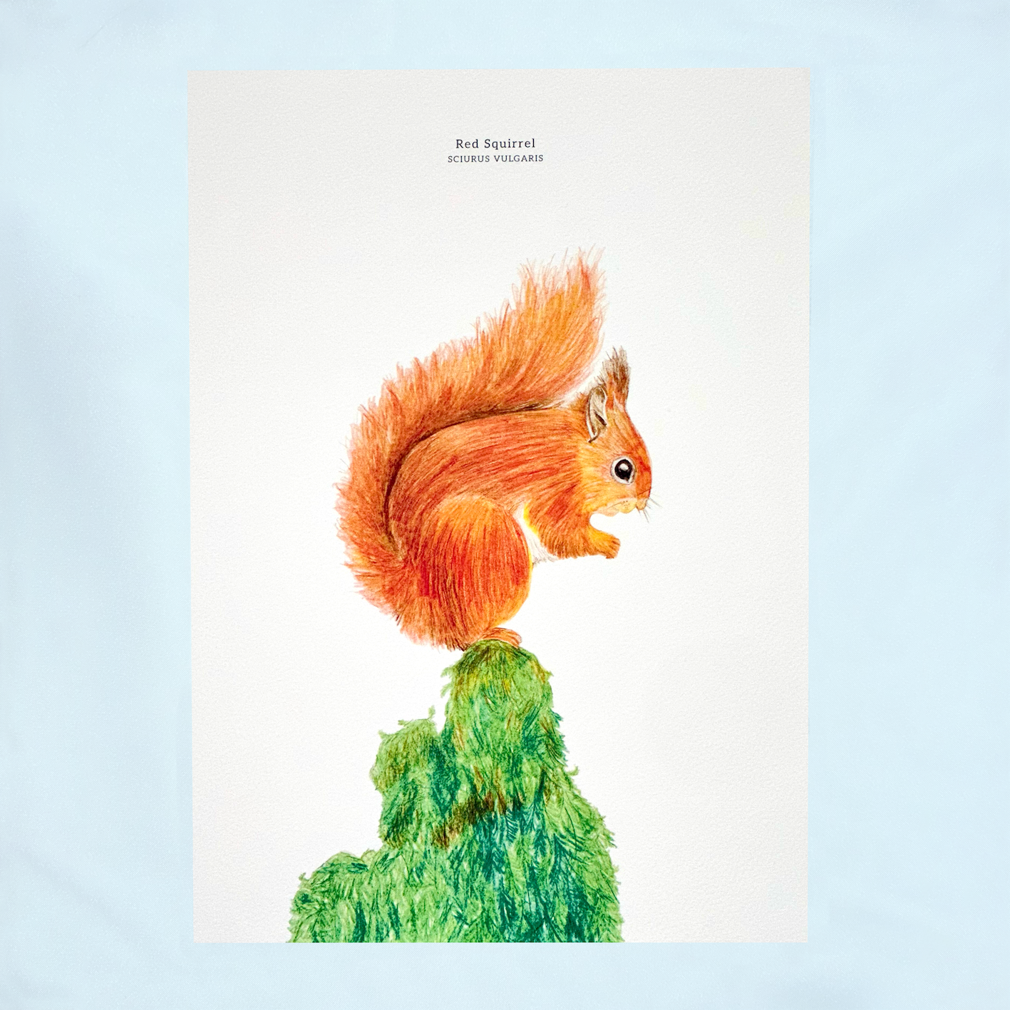 20.squirrel_2xpng.png