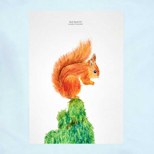 Art Print, The Squirrel, A Woodland Wonder