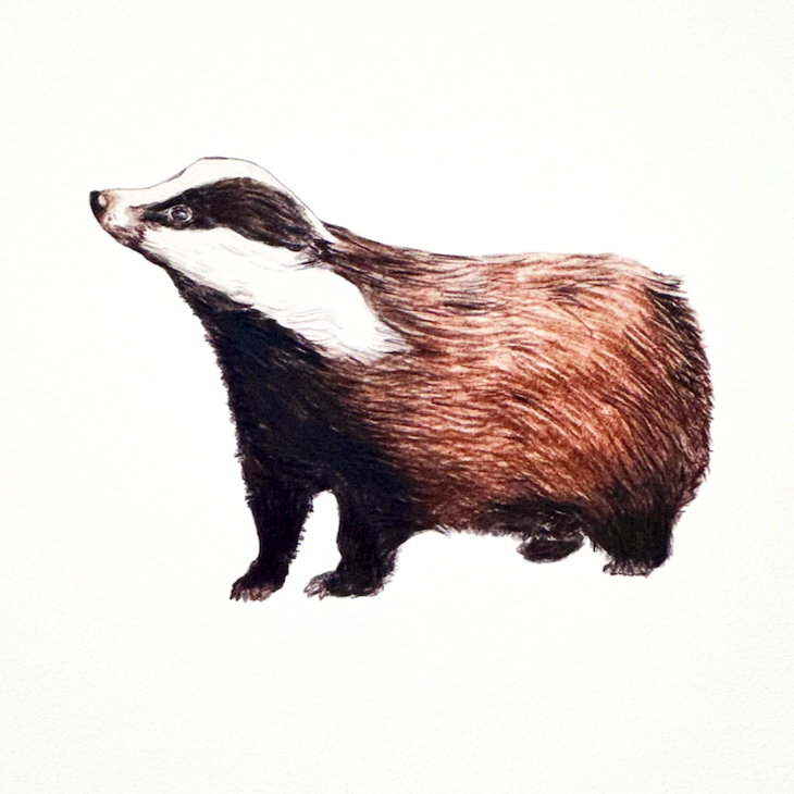 3.badger_2x_72f909e9-71c7-41f7-b192-b3688a74a85a.png