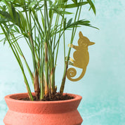 Bush Baby Plant Animal