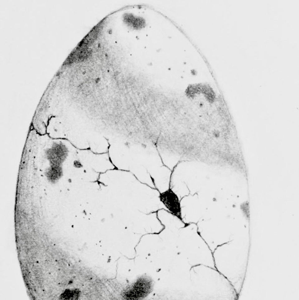Black and white image of a cracked eggshell