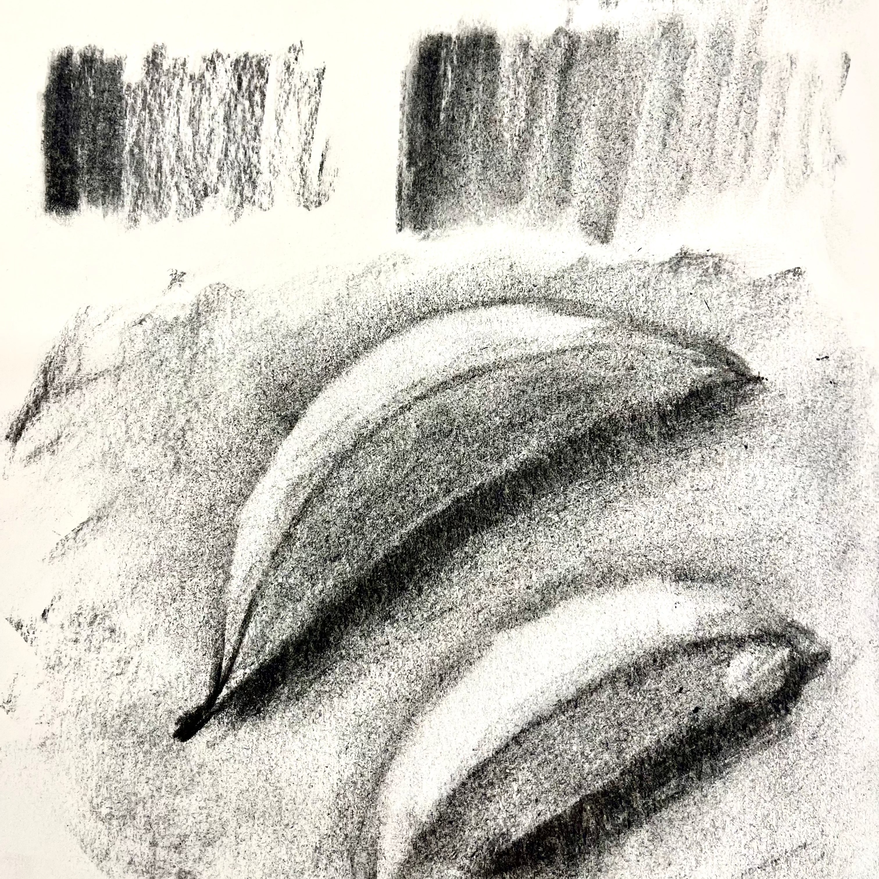 Pencil sketch of bananas on a textured paper background