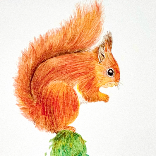 Art Print, The Squirrel, A Woodland Wonder