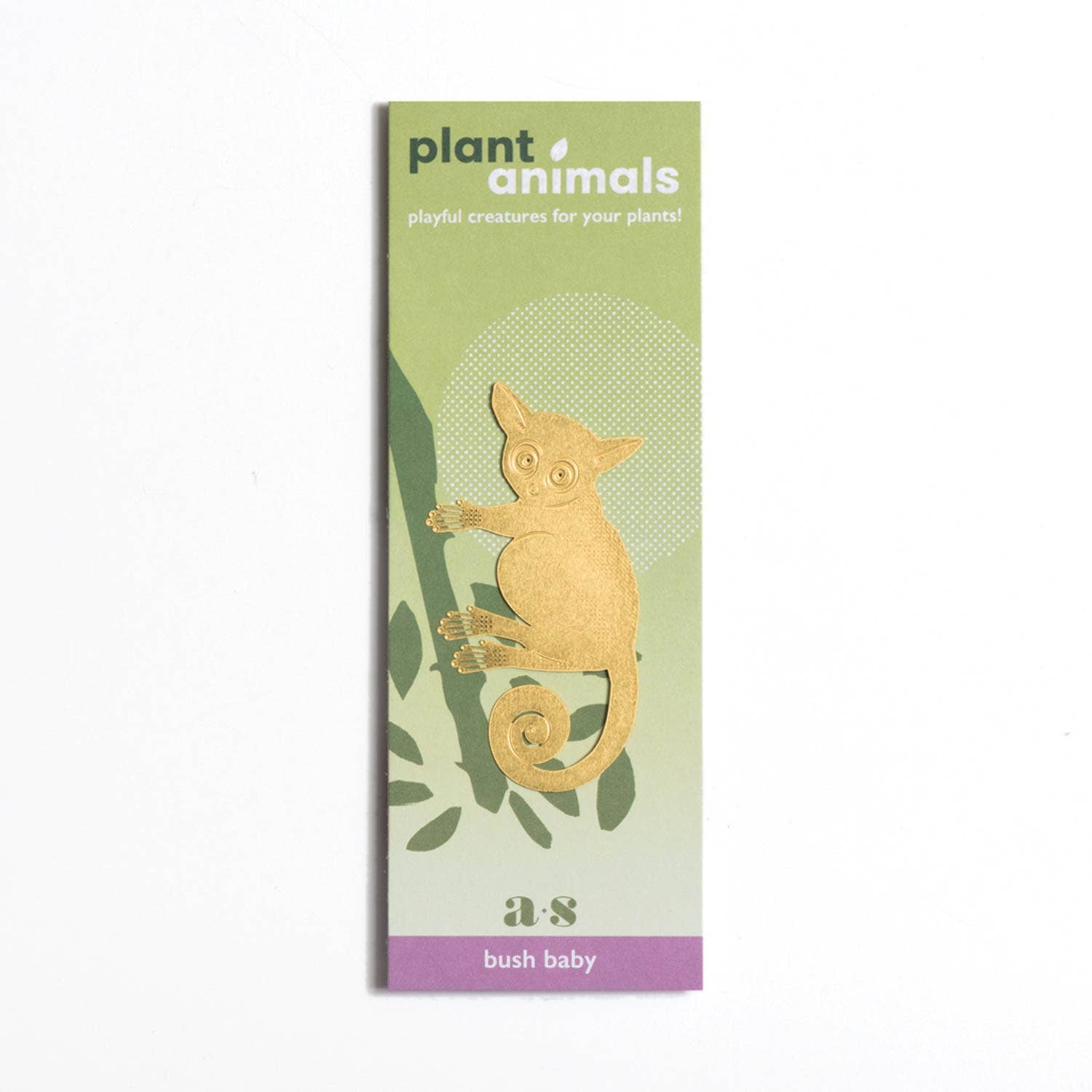 Bush Baby Plant Animal