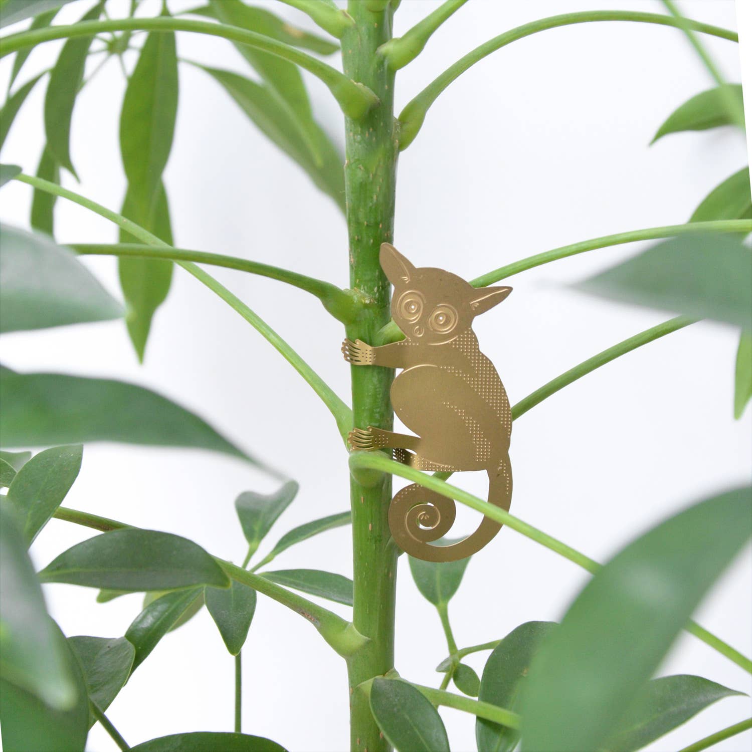 Bush Baby Plant Animal