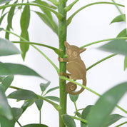 Bush Baby Plant Animal