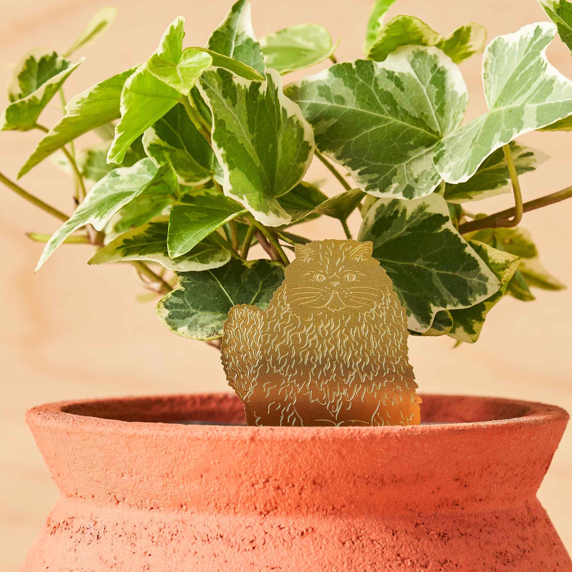 A potted variegated ivy plant with green and cream leaves in a textured terracotta pot, set against a warm beige background.