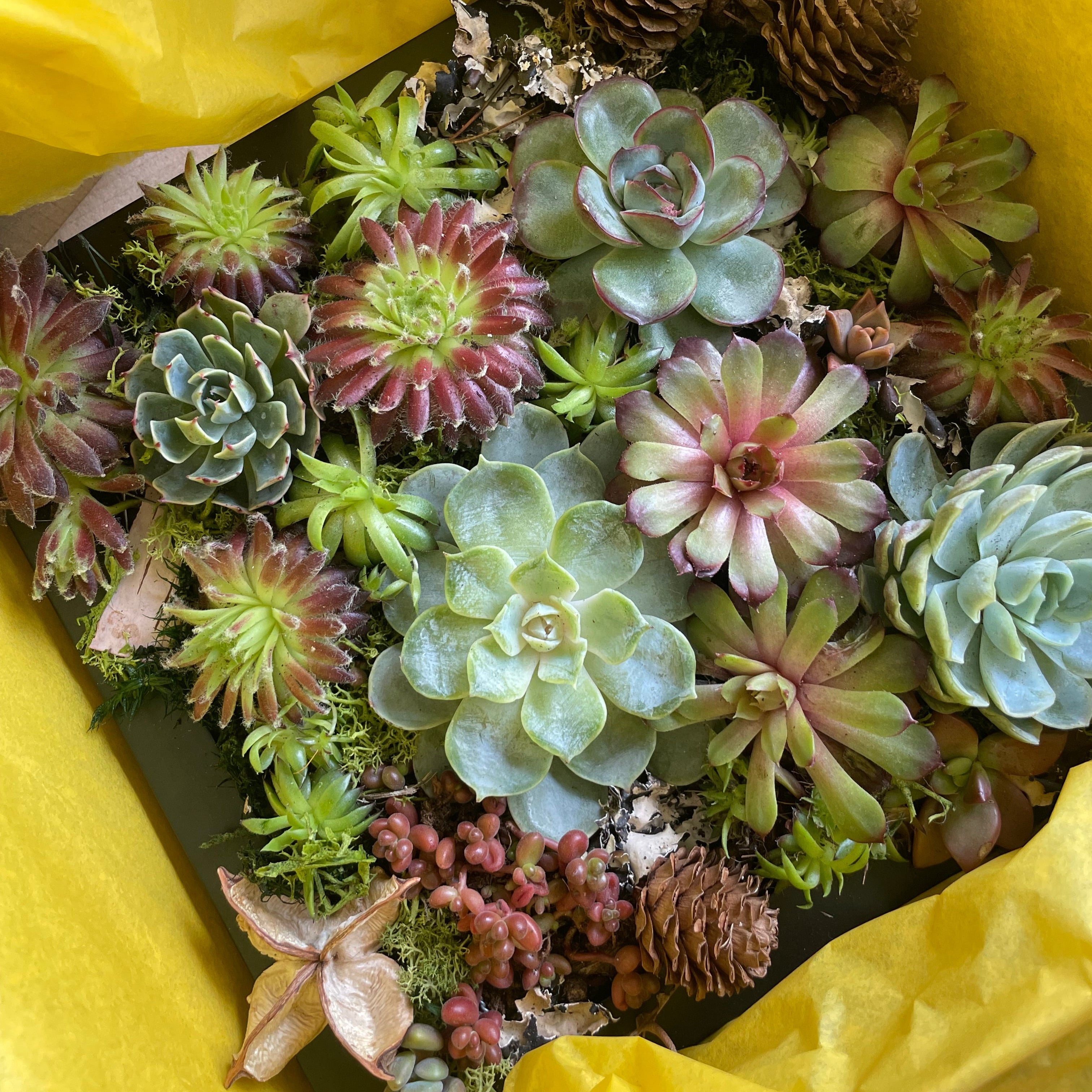 Workshop Living Art for Plant Lovers