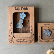Lily Faith Forget Me Not Plant Pot Companions  