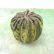 Heaven sends Green velvet pumpkin