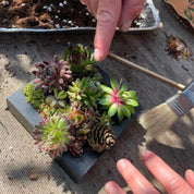 Workshop Living Art for Plant Lovers
